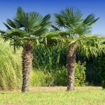 Palma konopná (Trachycarpus fortunei) - celková výška 140-160 cm, výška kmeňa 40-50 cm, kont. C25L (-17°C)
